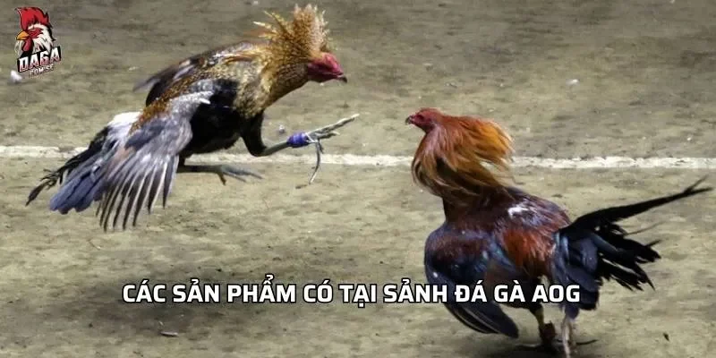 Các sản phẩm có tại sảnh đá gà AOG