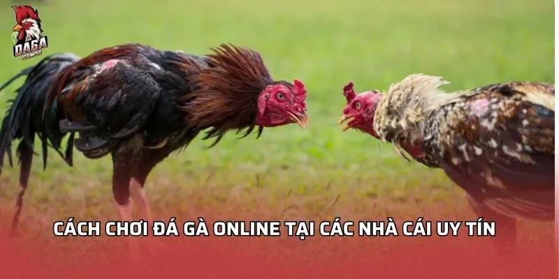 Cách chơi đá gà online tại các nhà cái uy tín