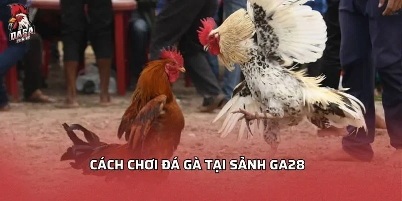 Cách chơi đá gà tại sảnh GA28