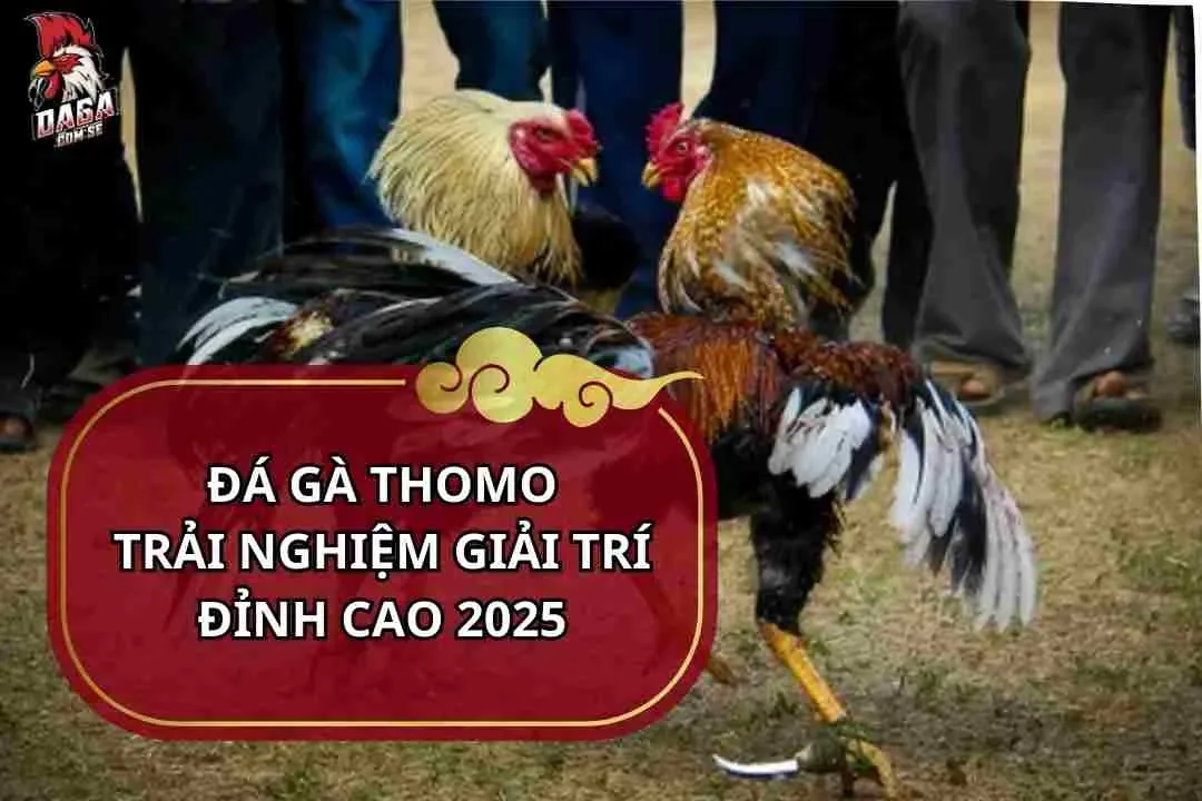 Đá gà thomo