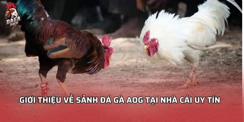 Giới thiệu về sảnh đá gà AOG tại nhà cái uy tín