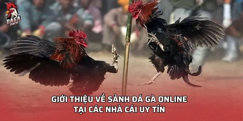 Giới thiệu về sảnh đá gà online tại các nhà cái uy tín