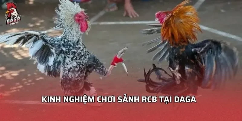 Kinh nghiệm chơi sảnh RCB tại DAGA