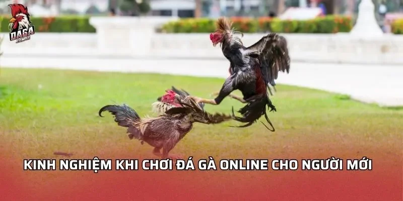 Kinh nghiệm khi chơi đá gà online cho người mới  