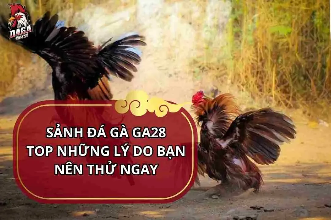 Sảnh đá gà GA28